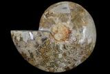 Choffaticeras Daisy Flower Ammonite Half (Special Price) #86790-1